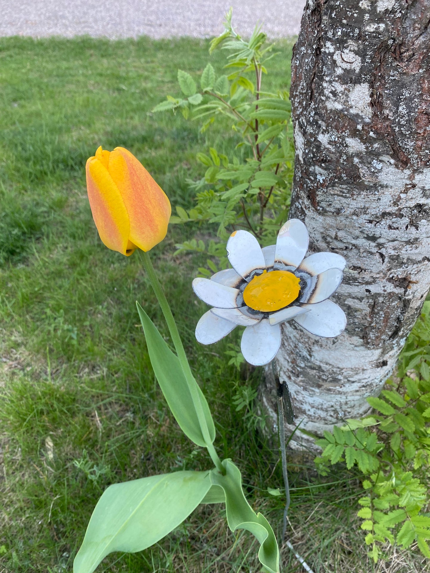 Blomma vit 66 cm