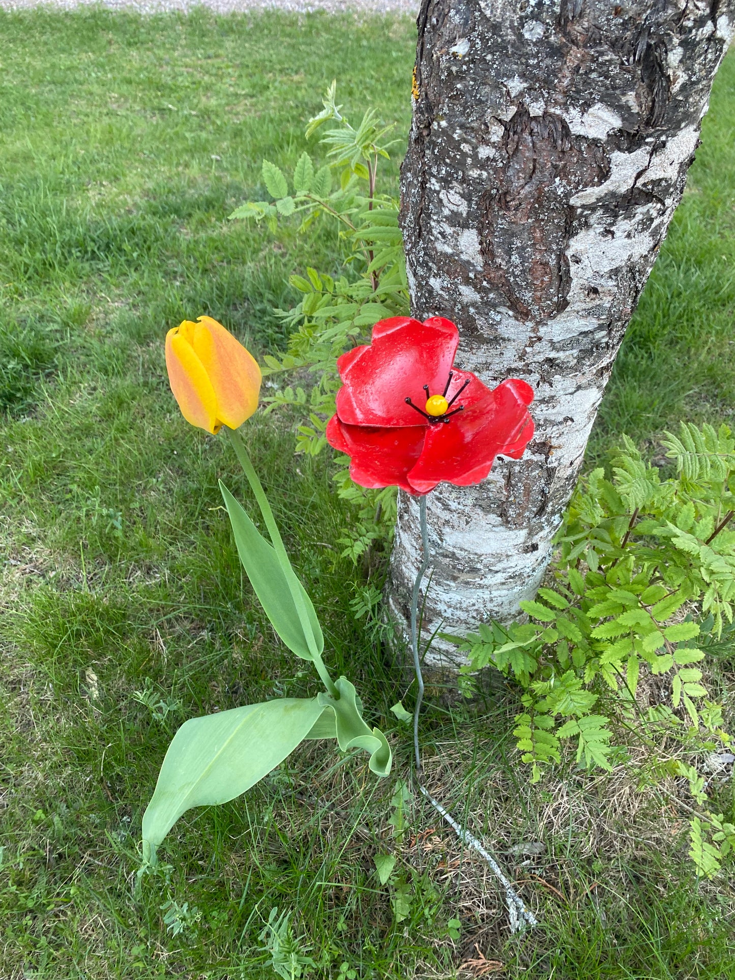 Blomma enkel vallmo röd