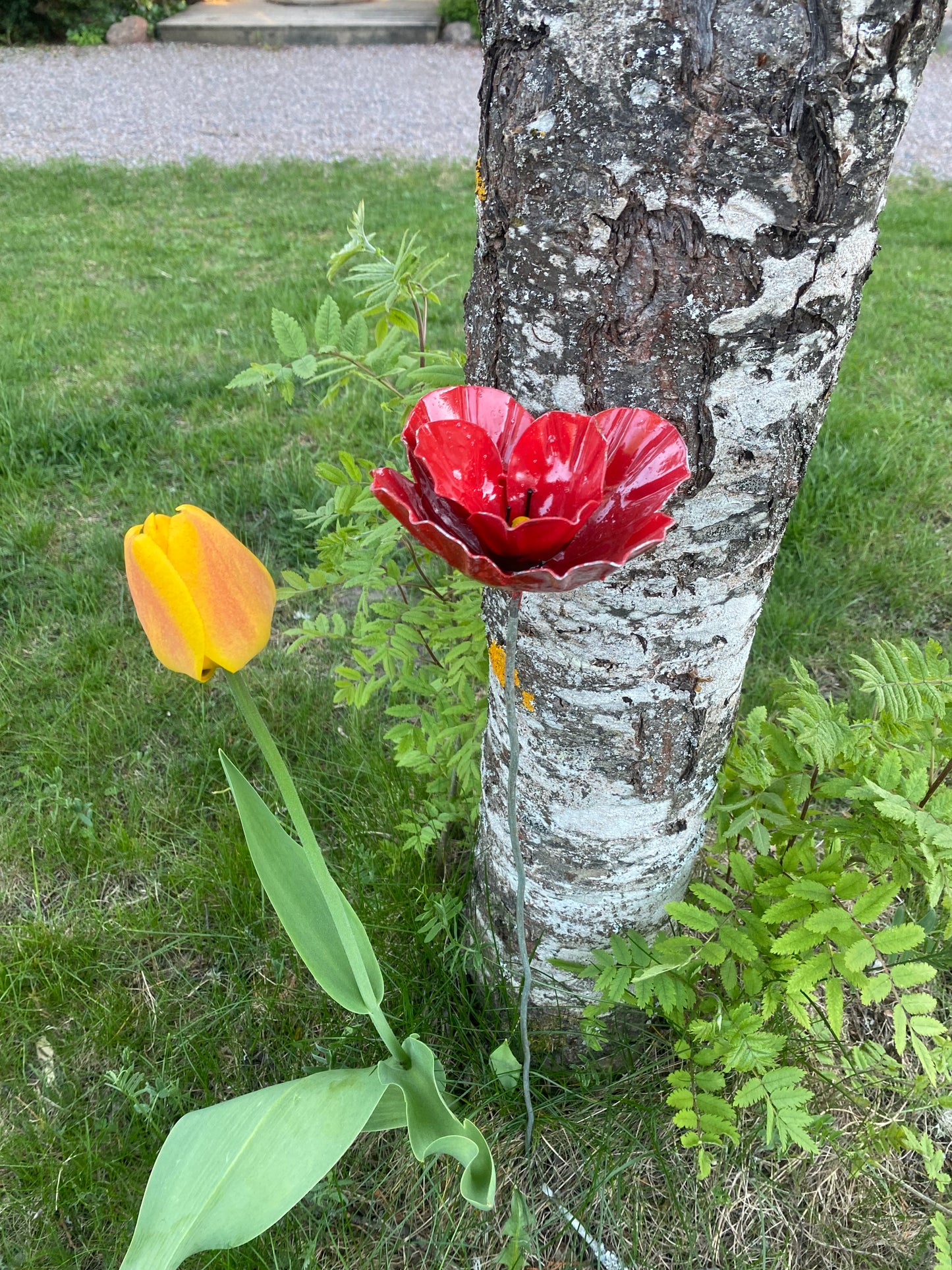 Blomma dubbel vallmo röd