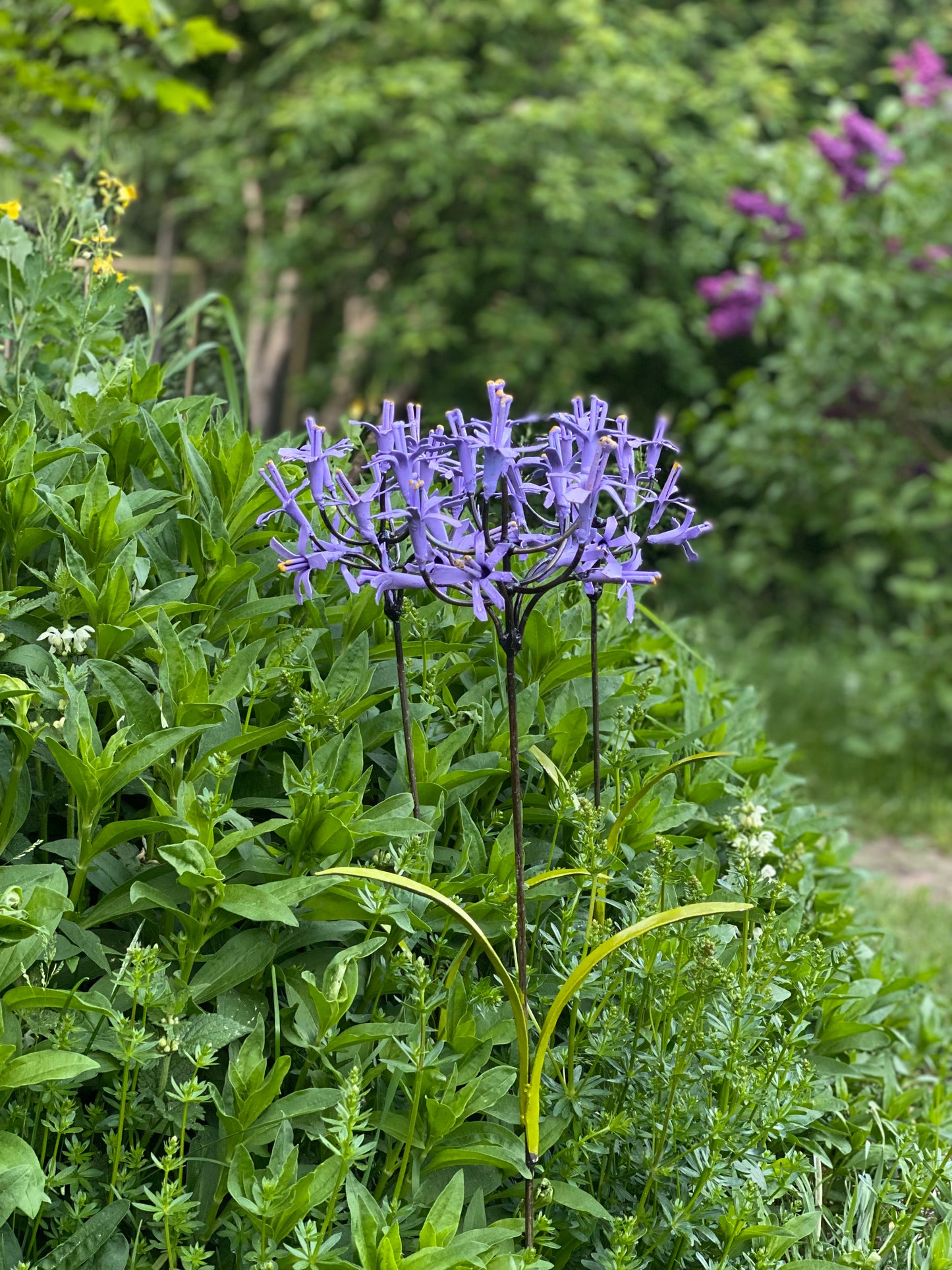 Blomma afrikansk lilja