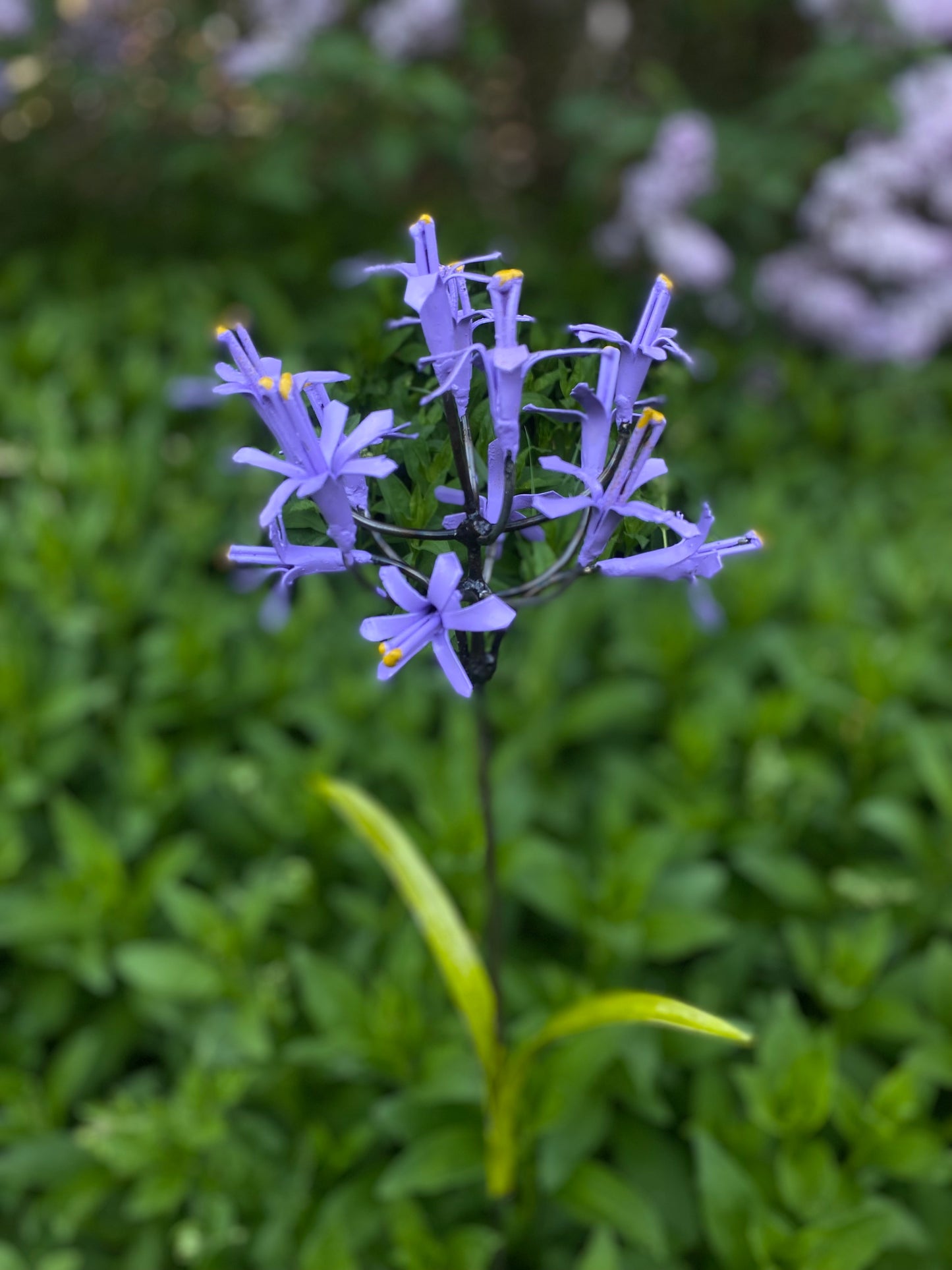Blomma afrikansk lilja