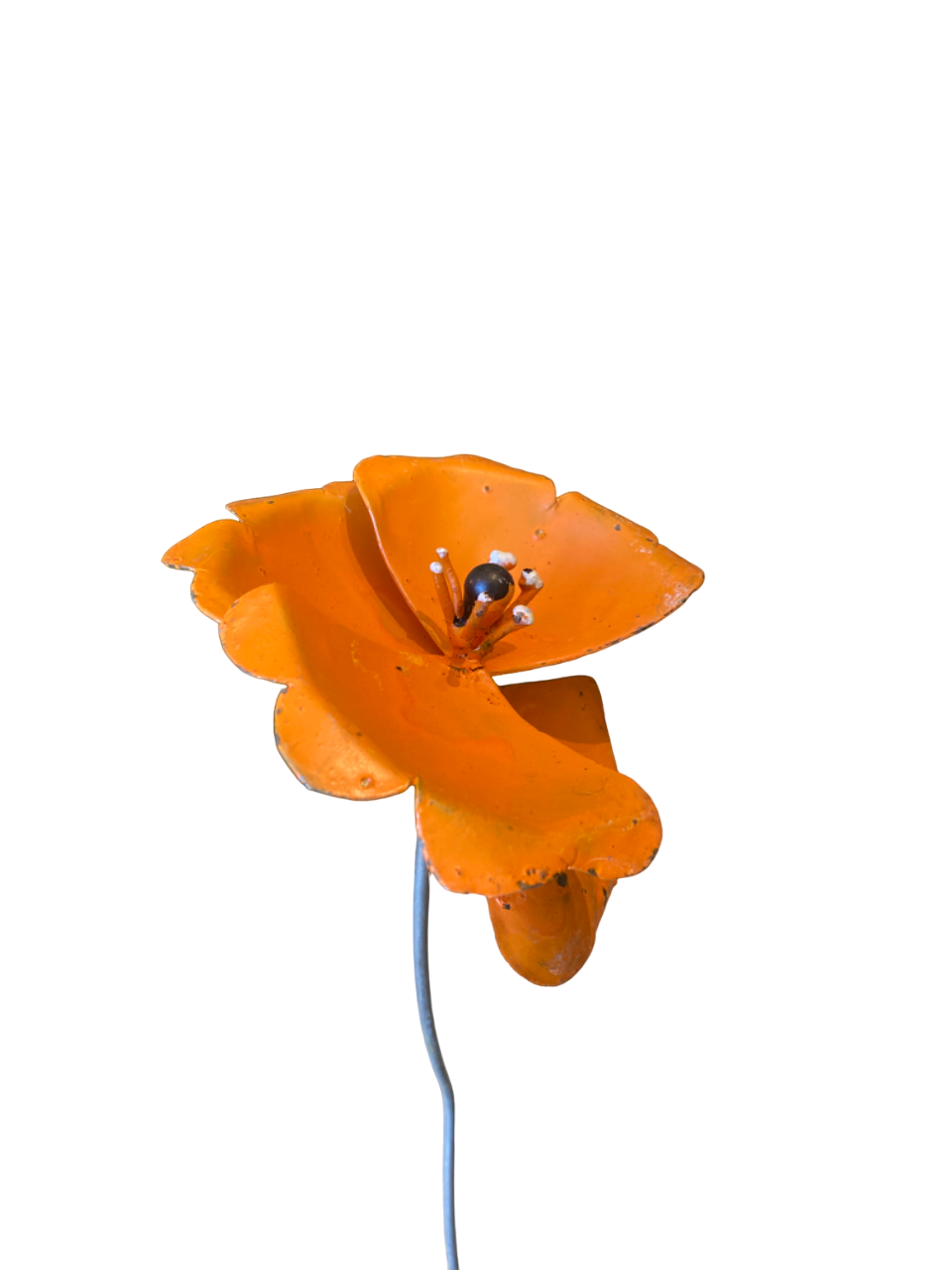 Blomma enkel vallmo orange