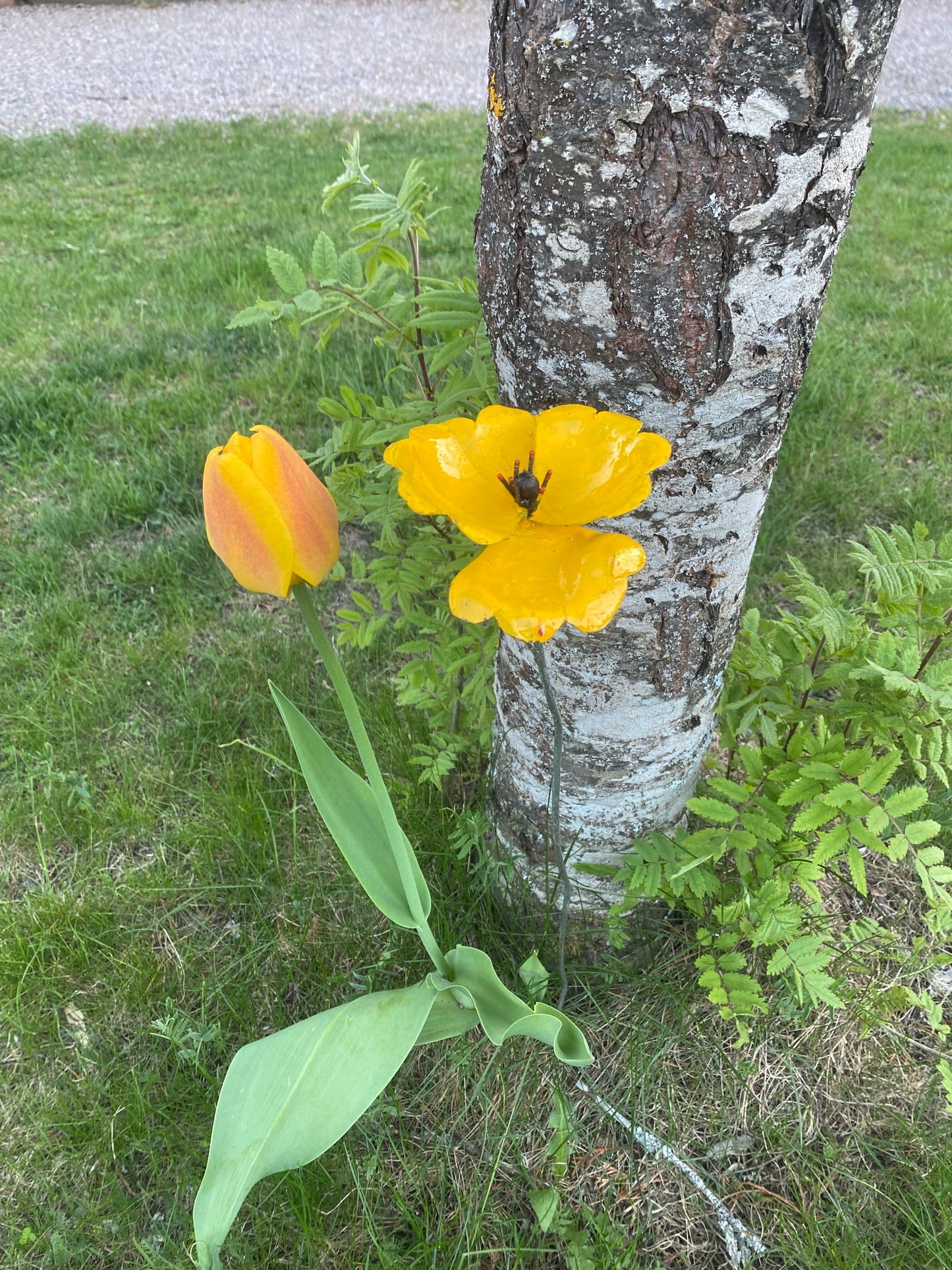 Blomma enkel vallmo gul
