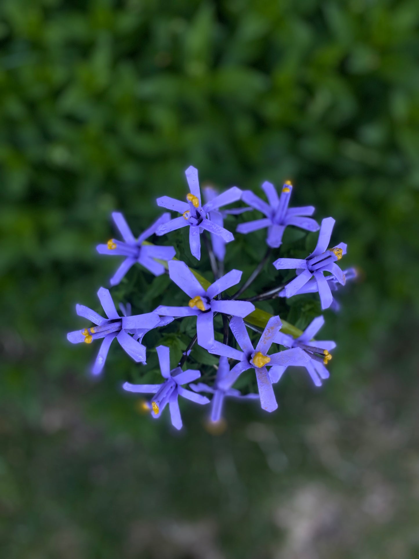 Blomma afrikansk lilja